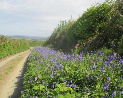 Country diary: The bluebells are back and the ferns are rampant