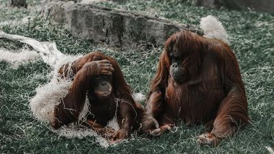 5 Animals People Call Useless But Aren’t