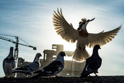 Pigeons and humans, 3,500 years together
