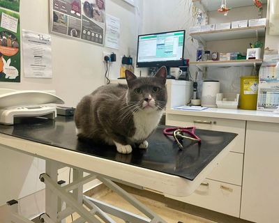 Toxic chemicals in pet flea treatments harming wildlife, UK study warns