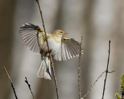 Migratory bird numbers fall in Britain despite last year’s warm spring