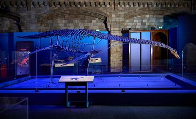 Tentacles, pointy teeth and the T-rex of the sea: the Natural History Museum on beasts that once ruled the oceans