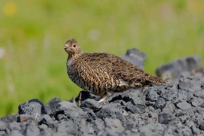 Why This Mountain Bird Vanishes Every Winter