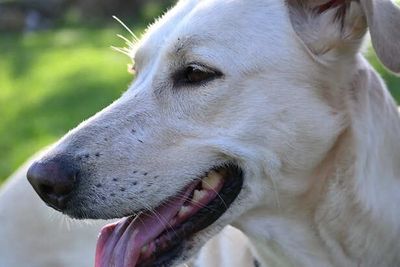 Why Your Dog Keeps Staring at You Without Blinking