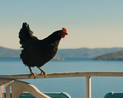 Hen review – plucky chicken beats the odds in weirdly uplifting survival story