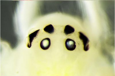 Scientists surveying ants accidentally stumble upon new ‘happy face’ spider species