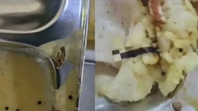 Amid ‘Cockroach Janta Party’ buzz, here’s how a cockroach found in a DU hostel created a mess