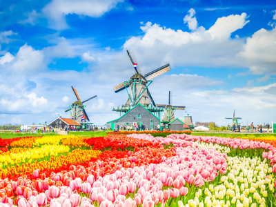 Which country is known for its tulip fields and windmills?