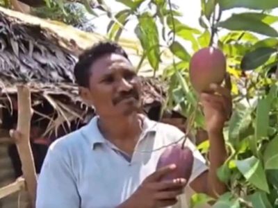 Odisha farmer grows the world’s most expensive mango that's worth Rs 3 lakh per kg, but he doesn’t know what to do with it