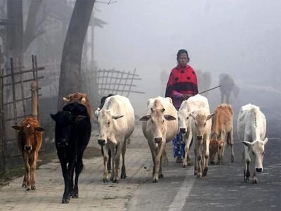 HC reserves judgment on pleas seeking exemption to Bengal's animal slaughter rules for Eid al-Adha
