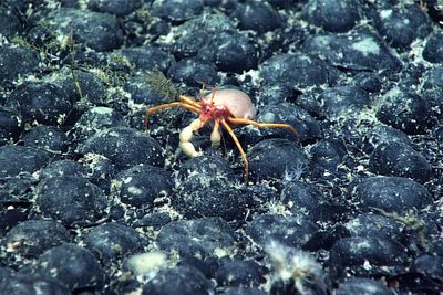 Trump’s push for deep-sea mining spawns new companies and fast-tracked rules