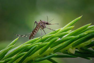 The Growing Link Between Mosquitoes, Ticks, Climate, and Vector Borne Diseases
