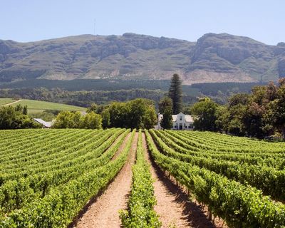 Celebrating chenin, the chameleon, global grape