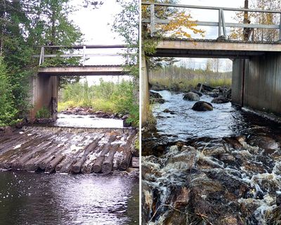 Record number of dams dismantled in Europe in effort to help wildlife thrive