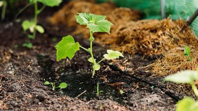 This Easy-to-Use Watering Kit Solves Garden Drought Problems, Saves Hours of Watering Time, and Keeps Plants Thriving With Less Effort