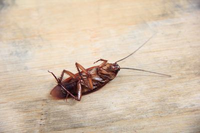 The rise of the ‘cockroach party’ as angry youth turn to the insect to vent frustrations