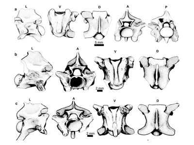 Forget king cobras, this extinct Greek snake may have been far heavier than living vipers