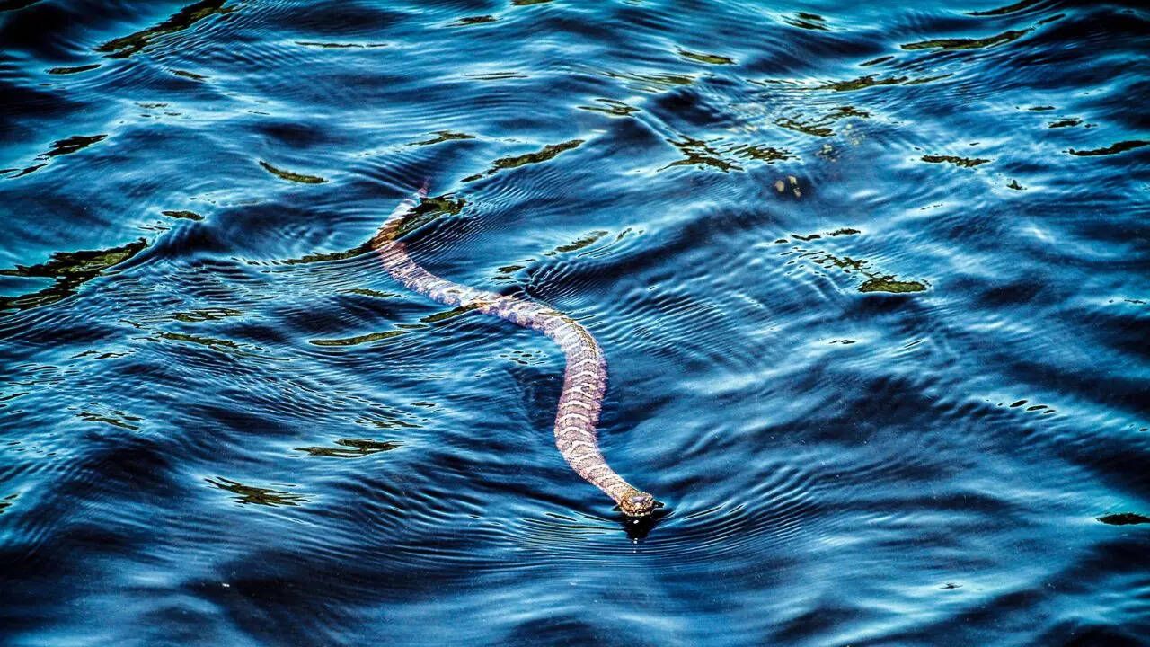 How to identify if the snake near your pond is a…
