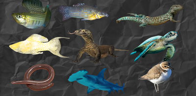 Asexual lizards, virgin births and clones – the all-female species of the animal kingdom