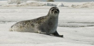 Human-made chemicals are harming seals at the molecular level