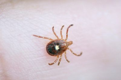 Warning issued as walker falls ill from rare disease from tick bite