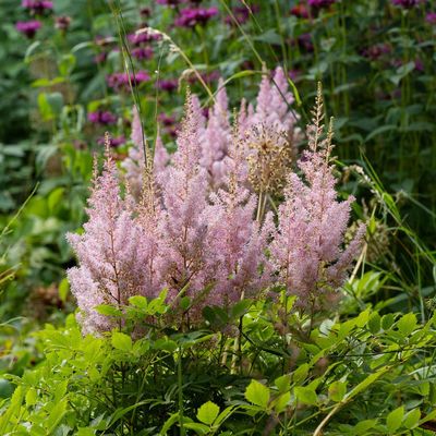 3 plants that help prevent flooding – RHS Chelsea-approved recommendations for a floodproof garden