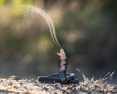 Risk of snakebites increasing as reptiles adapt to changing world, says study