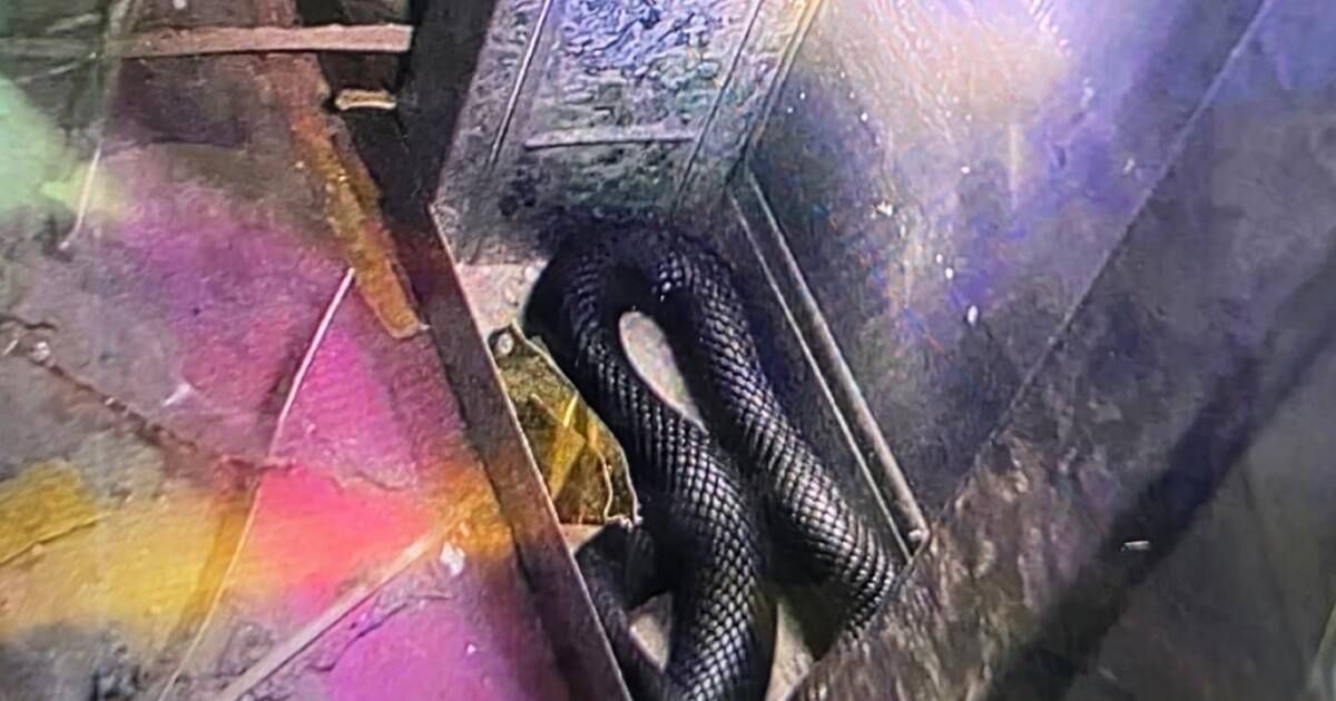 Venomous snake found near John Hunter Hospital…