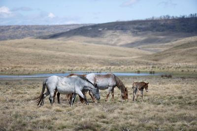 Feral horse numbers surge in Kosciuszko national park after pause in aerial culling, survey shows