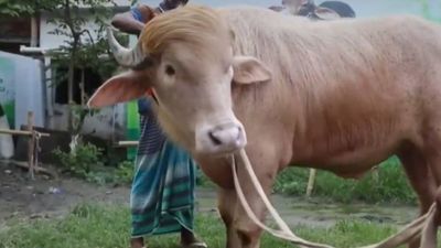 Albino Buffalo Dubbed Donald Trump Lookalike Becomes Viral Sensation Days Before Scheduled Sacrifice