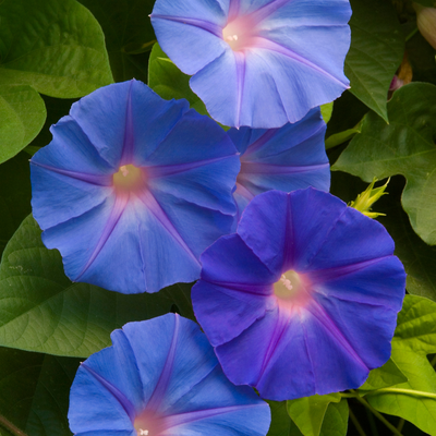 5 unusual annual climbers to plant now – cover ugly fences and overlooked corners in beautifully unique blooms all summer long