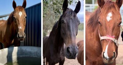 Clover, Pippa, and Gatsby: 1000 days waiting for adoption
