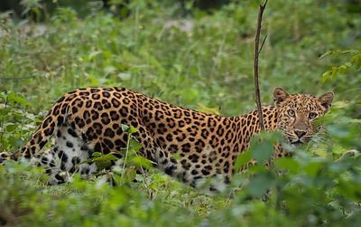 Leopard sighting 'sign of thriving habitat'
