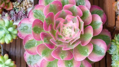 This Sought-After, Captivating Houseplant Thrives on Neglect – It's Bright Pink and Perfect for Beginners