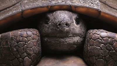 The “American Amazon” needs protecting too, and this photography book explores its disappearing biodiversity
