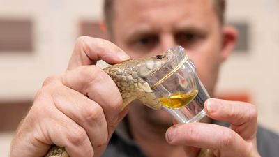 Snakes slithering southward due to climate change