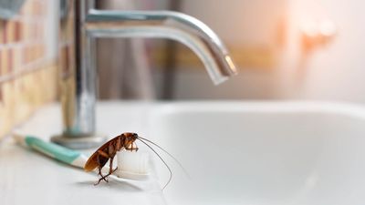 Why cockroaches suddenly appear in clean homes (and how to stop them for good)