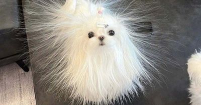 60 Silly Animal Pictures That Need No Explanation Because There Is None (New Pics)