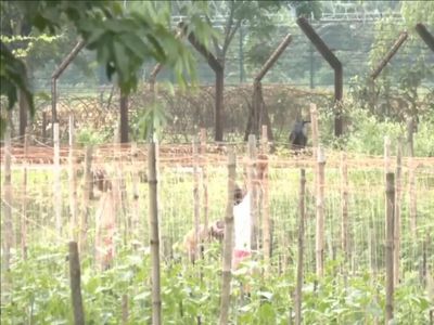 Fencing work begins along India-Bangladesh border in Bengal after BSF gets 27-km land parcel