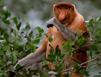 Top 5 Ugliest Animals That Look Almost Unreal