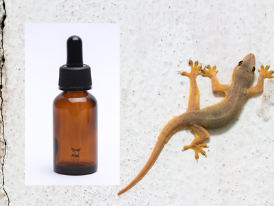 How to use lemongrass oil to keep lizards away: Easy tricks to stop these unwanted guests from climbing your walls