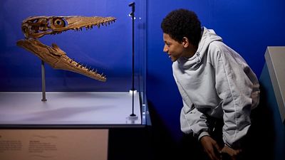 Danger in the deep: Prehistoric predators emerge at London's Natural History Museum