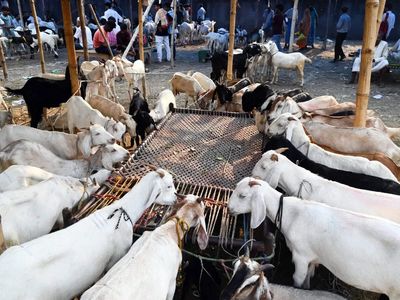 Sacrifice of cows, 'govansh' illegal, will attract criminal action: Delhi govt ahead of Eid
