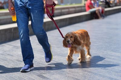 What temperature is too hot to walk a dog? Everything you need to know