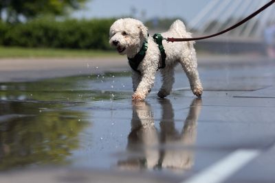 Is it too hot to walk a dog? Here’s what you need to know