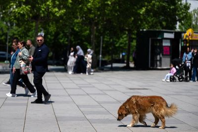 UK heatwave: What temperature is too hot to walk your dog?