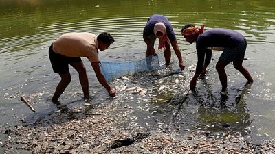 India faces extreme heat as dead fish wash up in New Delhi