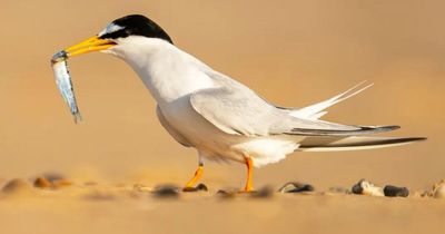 Vandals target Scottish island site protecting UK's second rarest sea bird