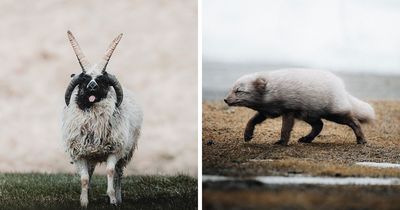 This Photographer Shows Iceland Through The Animals That Call It Home (41 Pics)