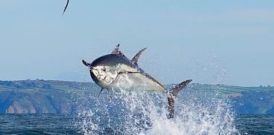 Tuna has overtaken cod as the UK’s top-selling seafood – here’s why